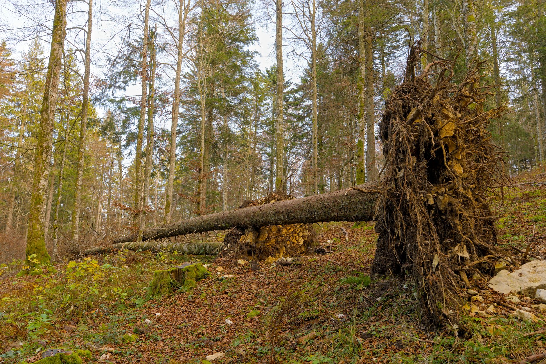 Enlèvement arbre urgence à La Madeleine